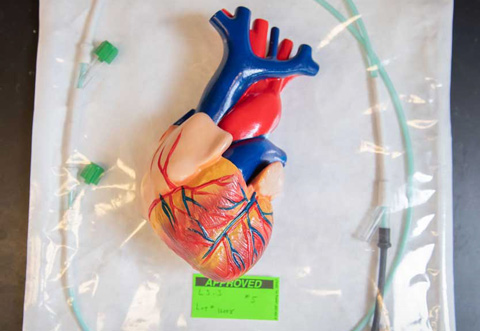 Picture of a plastic anatomically correct heart